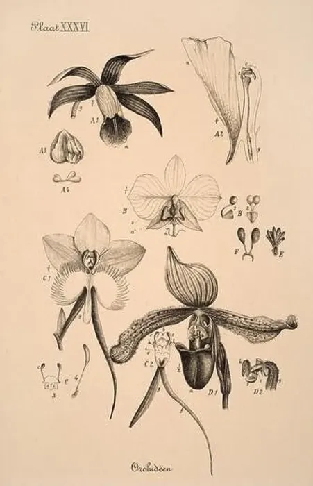 Framed Print : 19th-century Dutch botanical illustration: Intricately detailed ink drawings on sepia background Framed Print : 19th-century Dutch botanical illustration: Intricately detailed ink drawings on sepia background