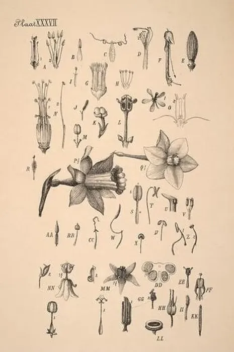 Framed Print : 19th-century Dutch botanical illustration: Intricately detailed ink drawings on sepia background