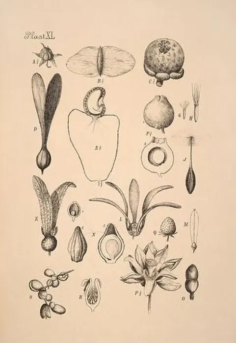 Framed Print : 19th-century Dutch botanical illustration: Intricately detailed ink drawings on sepia background Framed Print : 19th-century Dutch botanical illustration: Intricately detailed ink drawings on sepia background