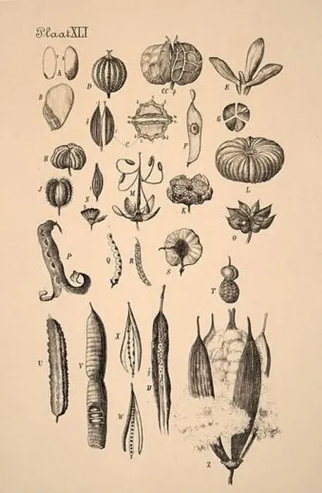 Framed Print : 19th-century Dutch botanical illustration: Intricately detailed ink drawings on sepia background Framed Print : 19th-century Dutch botanical illustration: Intricately detailed ink drawings on sepia background