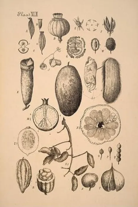 Framed Print : 19th-century Dutch botanical illustration: Intricately detailed ink drawings on sepia background Framed Print : 19th-century Dutch botanical illustration: Intricately detailed ink drawings on sepia background