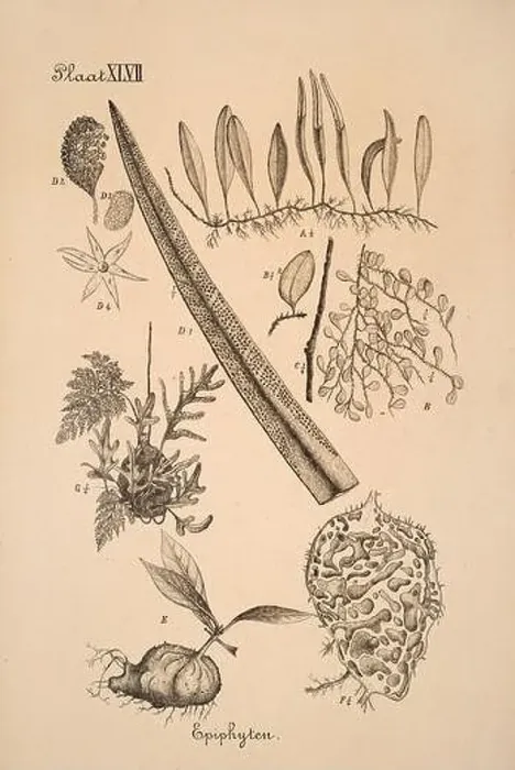 Framed Print : 19th-century Dutch botanical illustration: Intricately detailed ink drawings on sepia background Framed Print : 19th-century Dutch botanical illustration: Intricately detailed ink drawings on sepia background