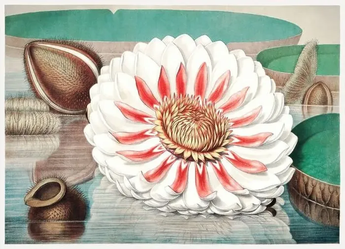 Framed Print : 19th Century flower Illustration: Victoria Regia, the Majestic Water Lily of America Framed Print : 19th Century flower Illustration: Victoria Regia, the Majestic Water Lily of America