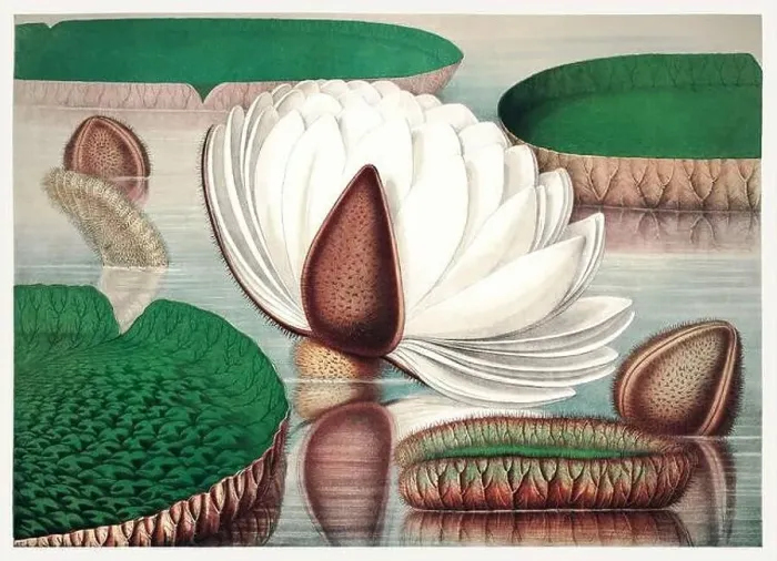 Framed Print : 19th Century flower Illustration: Victoria Regia, the Majestic Water Lily of America Framed Print : 19th Century flower Illustration: Victoria Regia, the Majestic Water Lily of America