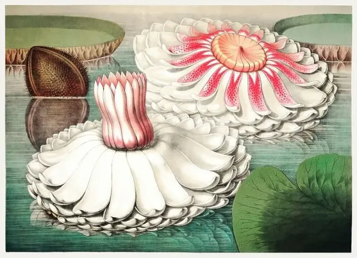 Framed Print : 19th Century flower Illustration: Victoria Regia, the Majestic Water Lily of America Framed Print : 19th Century flower Illustration: Victoria Regia, the Majestic Water Lily of America