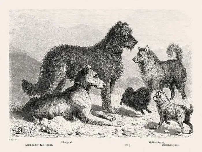 Framed Print : 19th Century Purebred Dog Illustration Framed Print : 19th Century Purebred Dog Illustration