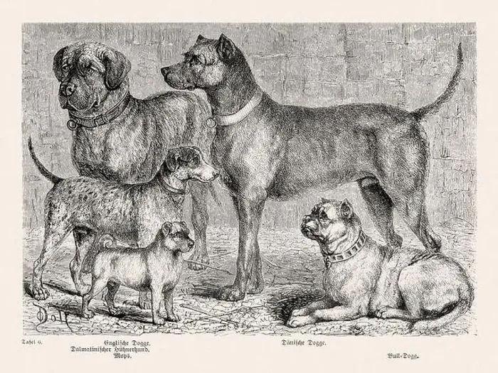 Framed Print : 19th Century Purebred Dog Illustration Framed Print : 19th Century Purebred Dog Illustration