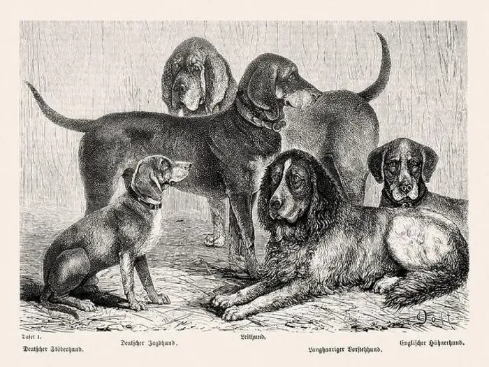 Framed Print : 19th Century Purebred Dog Illustration Framed Print : 19th Century Purebred Dog Illustration
