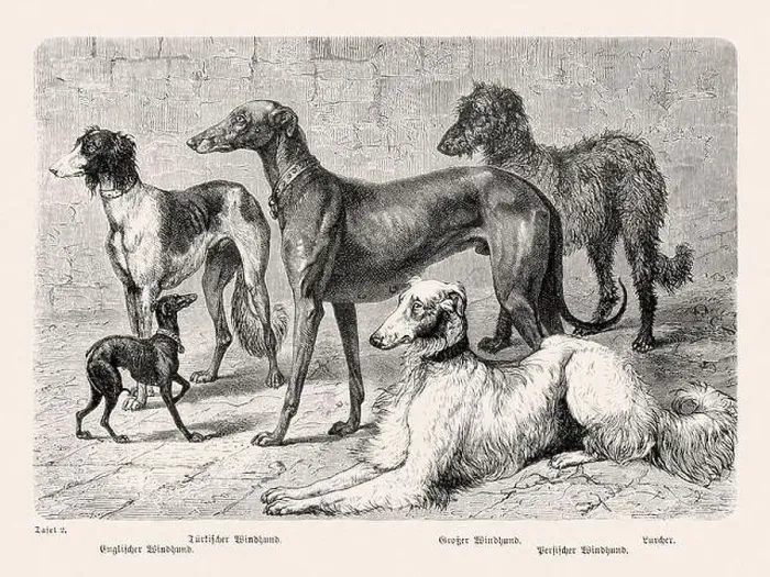 Framed Print : 19th Century Purebred Dog Illustration Framed Print : 19th Century Purebred Dog Illustration