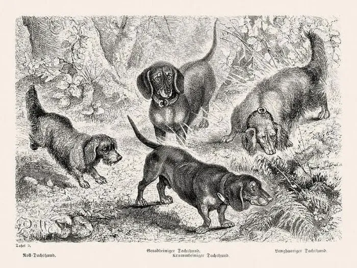 Framed Print : 19th Century Purebred Dog Illustration Framed Print : 19th Century Purebred Dog Illustration