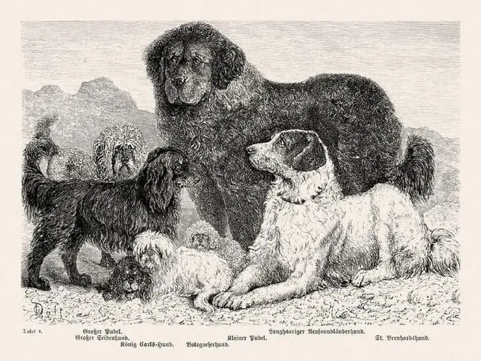 Framed Print : 19th Century Purebred Dog Illustration Framed Print : 19th Century Purebred Dog Illustration