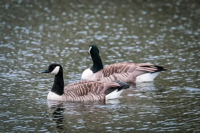 Framed Print : 2 Canada geese swimming on a lake Framed Print : 2 Canada geese swimming on a lake