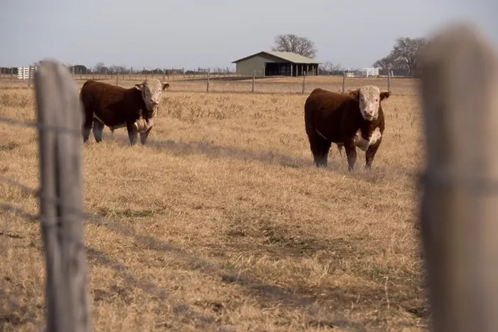 Framed Print : 2 Cows stare at the camera on the Lyndon B Johnson ranch near Johnson City, Texas Framed Print : 2 Cows stare at the camera on the Lyndon B Johnson ranch near Johnson City, Texas