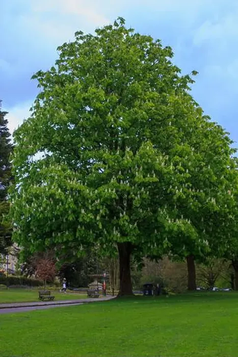 Framed Print : 25 April 2024 A beautiful Horse Chestnut tree in flower inThe Royal Victoria Park in Bath Somerset England in late Framed Print : 25 April 2024 A beautiful Horse Chestnut tree in flower inThe Royal Victoria Park in Bath Somerset England in late