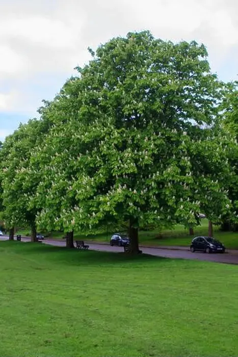 Framed Print : 25 April 2024 A beautiful Horse Chestnut tree in flower inThe Royal Victoria Park in Bath Somerset England in late Framed Print : 25 April 2024 A beautiful Horse Chestnut tree in flower inThe Royal Victoria Park in Bath Somerset England in late