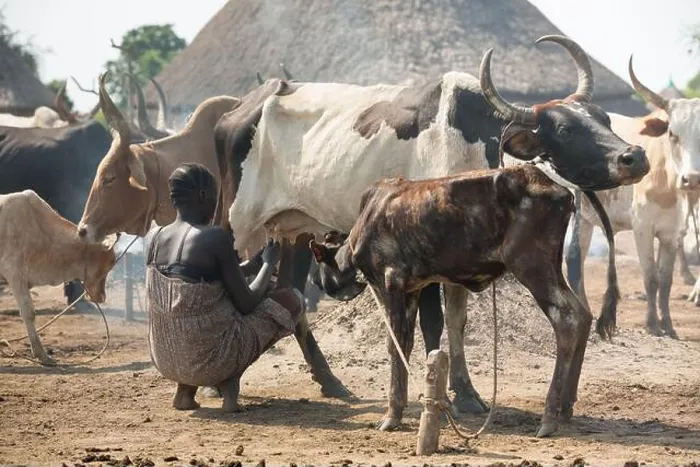 Framed Print : 31.10.2019, Belinkum, Gambela, Ethiopia - Cattle breeder of the Ethiopian ethnic group Nuer Framed Print : 31.10.2019, Belinkum, Gambela, Ethiopia - Cattle breeder of the Ethiopian ethnic group Nuer