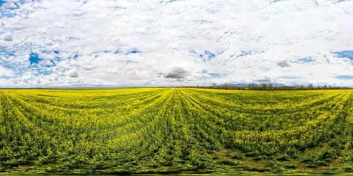 Framed Print : 360x180 spherical aerial panorama of a rapeseed field Framed Print : 360x180 spherical aerial panorama of a rapeseed field