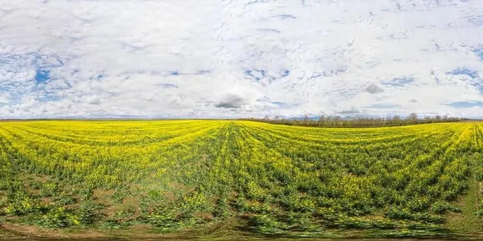 Framed Print : 360x180 spherical aerial panorama of a rapeseed field Framed Print : 360x180 spherical aerial panorama of a rapeseed field