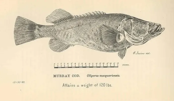 Framed Print : 36611 Murray cod Oligorus macquariensis Framed Print : 36611 Murray cod Oligorus macquariensis