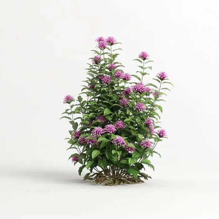Framed Print : 3d illustration of justicia carnea tree isolated on white background