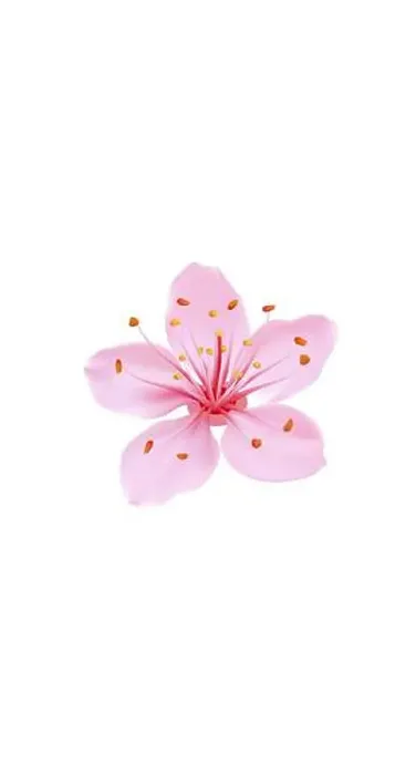 Framed Print : 3D realistic romantic sakura cherry flower social media cover Framed Print : 3D realistic romantic sakura cherry flower social media cover