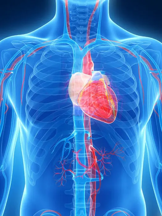 Framed Print : 3d rendered illustration of the human heart Framed Print : 3d rendered illustration of the human heart