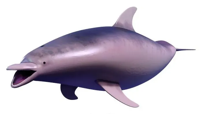 Framed Print : 3D rendering of a dolphin isolated on white background Framed Print : 3D rendering of a dolphin isolated on white background