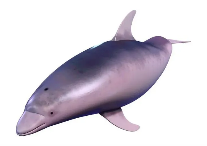 Framed Print : 3D rendering of a dolphin isolated on white background Framed Print : 3D rendering of a dolphin isolated on white background