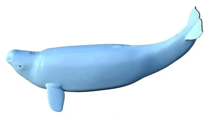 Framed Print : 3D rendering of a female beluga white whale isolated on white background
