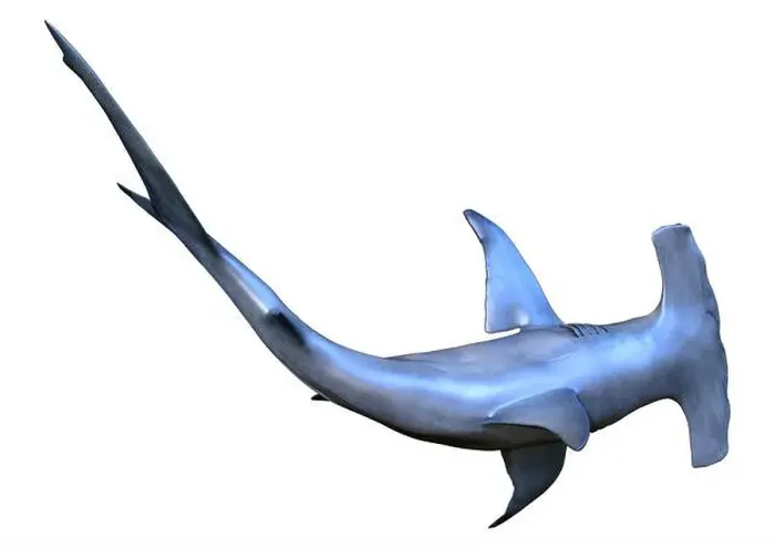 Framed Print : 3D rendering of a hammerhead shark isolated on white background Framed Print : 3D rendering of a hammerhead shark isolated on white background