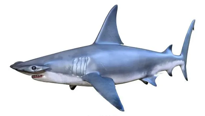 Framed Print : 3D rendering of a hammerhead shark isolated on white background Framed Print : 3D rendering of a hammerhead shark isolated on white background