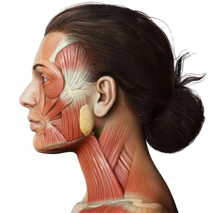 Framed Print : 3d rendering medical illustration of Female head anatomy for education Framed Print : 3d rendering medical illustration of Female head anatomy for education