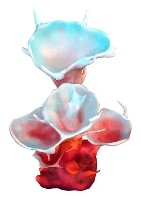 Framed Print : 3D rendering of a red clathrata coral isolated on white background Framed Print : 3D rendering of a red clathrata coral isolated on white background