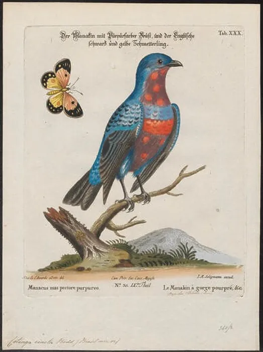 Framed Print : 69 Cotinga cincta - 1700-1880 - Print - Iconographia Zoologica - Special Collections University of Amsterdam - UBA01 IZ16600073