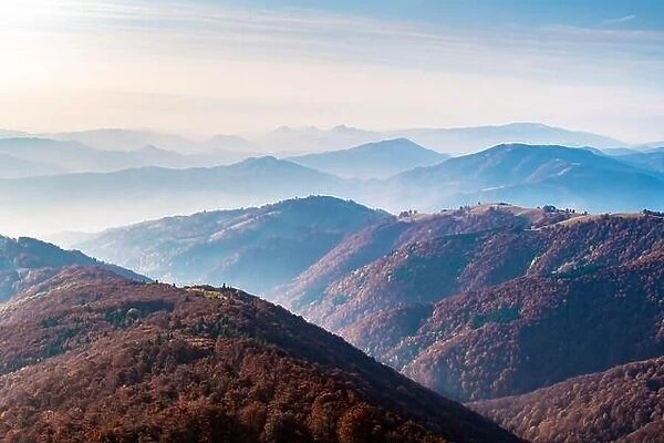 Aautumn mountains range with red beech forest and foggy hills on background. Landscape photography