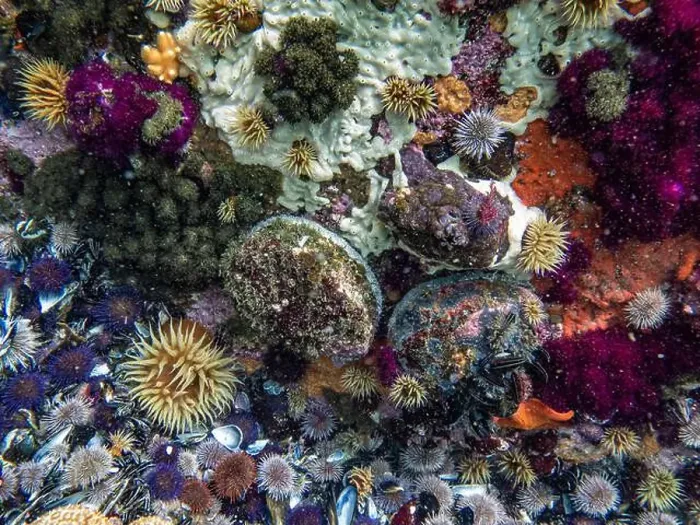 Framed Print : Abalones, sea urchins, underwater, dive, Simon's Town, Cape Town, South Africa