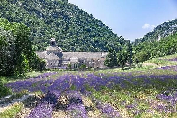 Abbey of Senanque and blooming rows lavender flowers on sunset. Gordes, Luberon, Vaucluse, Provence, France, Europe. Summer travel landscape, historic