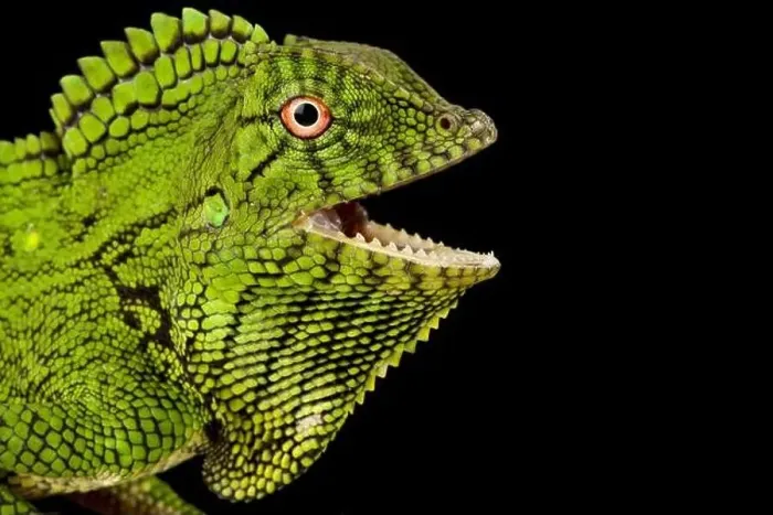 Framed Print : Abbott's Anglehead Lizard (Gonocephalus abbotti) Framed Print : Abbott's Anglehead Lizard (Gonocephalus abbotti)
