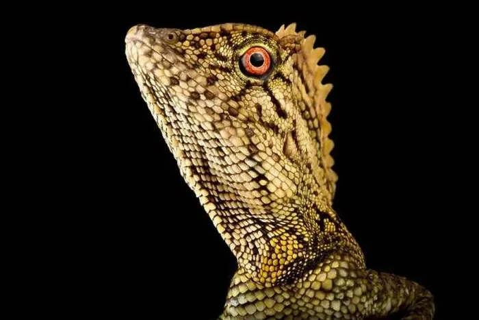 Framed Print : Abbott's Anglehead Lizard (Gonocephalus abbotti) Framed Print : Abbott's Anglehead Lizard (Gonocephalus abbotti)