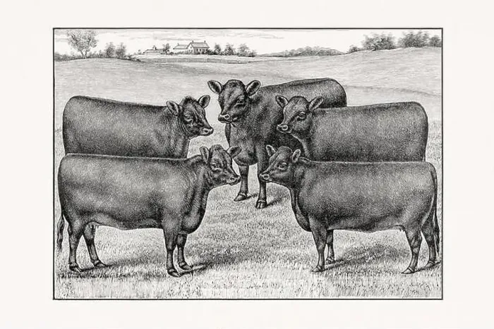 Framed Print : Aberdeen Angus Cattle Framed Print : Aberdeen Angus Cattle