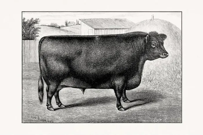Framed Print : Aberdeen Angus Cattle. Antique cattle illustration of a bull from an 1887 livestock book Framed Print : Aberdeen Angus Cattle. Antique cattle illustration of a bull from an 1887 livestock book