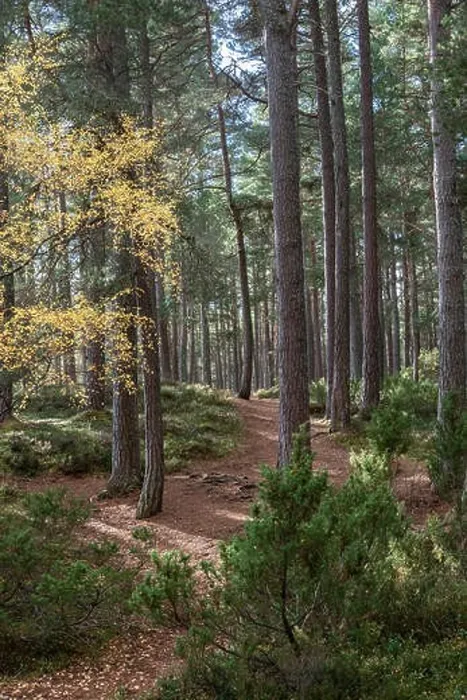 Framed Print : Abernethy Caledonian forest in the Highlands of Scotland Framed Print : Abernethy Caledonian forest in the Highlands of Scotland