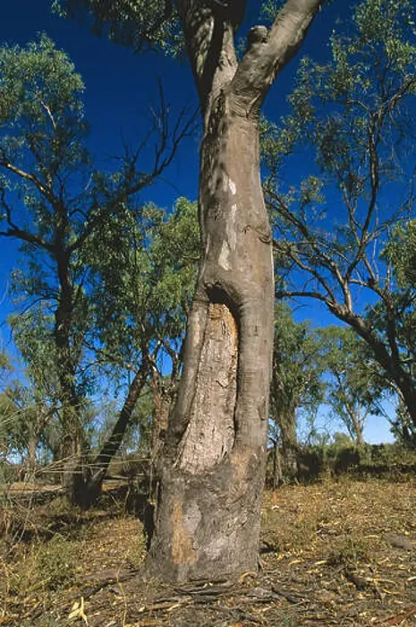 Framed Print : Aboriginal canoe or coolamon tree Framed Print : Aboriginal canoe or coolamon tree