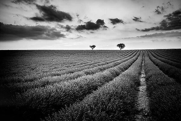 Abstract black and white landscape with lonely trees with lavender lavender. Artistic dramatic nature scenery