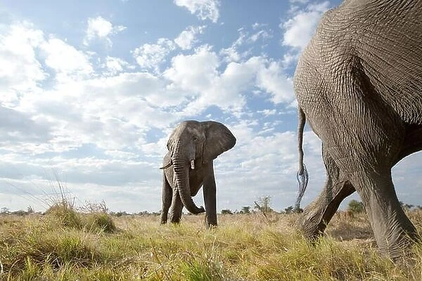 An abstract image from a low angle of elephants as they walk from Hwange national Park to Chobe National Park, Botswana
