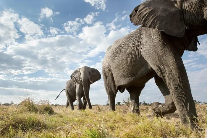 Framed Print : An abstract image from a low angle of elephants as they walk from Hwange national Park to Chobe National Park, Botswana Framed Print : An abstract image from a low angle of elephants as they walk from Hwange national Park to Chobe National Park, Botswana