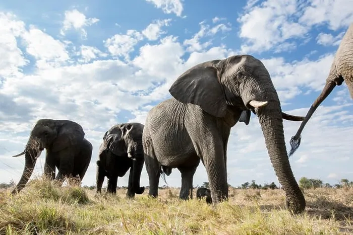 Framed Print : An abstract image from a low angle of elephants as they walk from Hwange national Park to Chobe National Park, Botswana Framed Print : An abstract image from a low angle of elephants as they walk from Hwange national Park to Chobe National Park, Botswana
