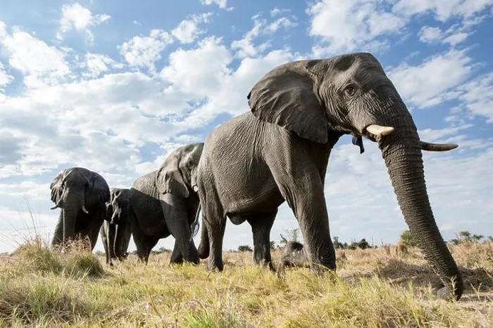 Framed Print : An abstract image from a low angle of elephants as they walk from Hwange national Park to Chobe National Park, Botswana Framed Print : An abstract image from a low angle of elephants as they walk from Hwange national Park to Chobe National Park, Botswana