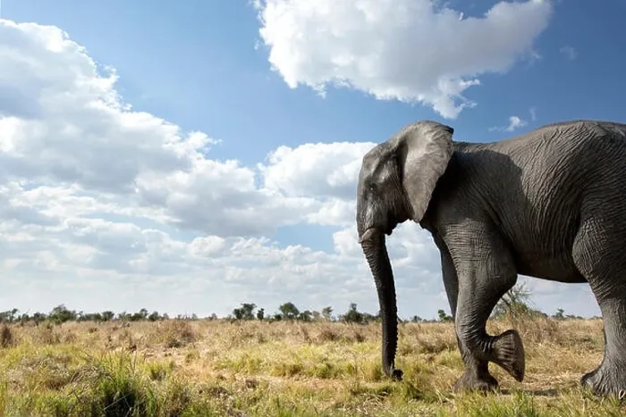 Framed Print : An abstract image from a low angle of elephants as they walk from Hwange national Park to Chobe National Park, Botswana Framed Print : An abstract image from a low angle of elephants as they walk from Hwange national Park to Chobe National Park, Botswana