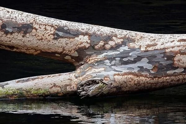 Abstract image of a mottled American Sycamore tree trunk fallen in the water - Pisgah National Forest, Brevard, North Carolina, USA